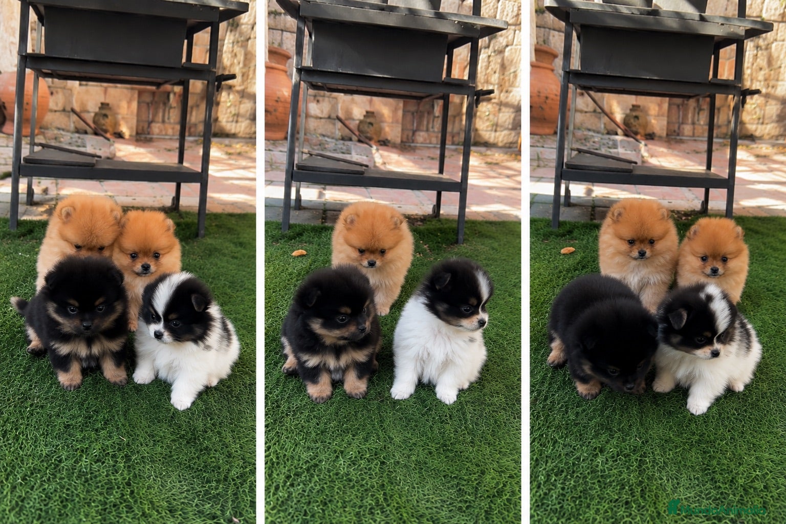 Pomerania perros POMERANIA TOY - BARCELONA - ENTREGA  - Anuncio 6