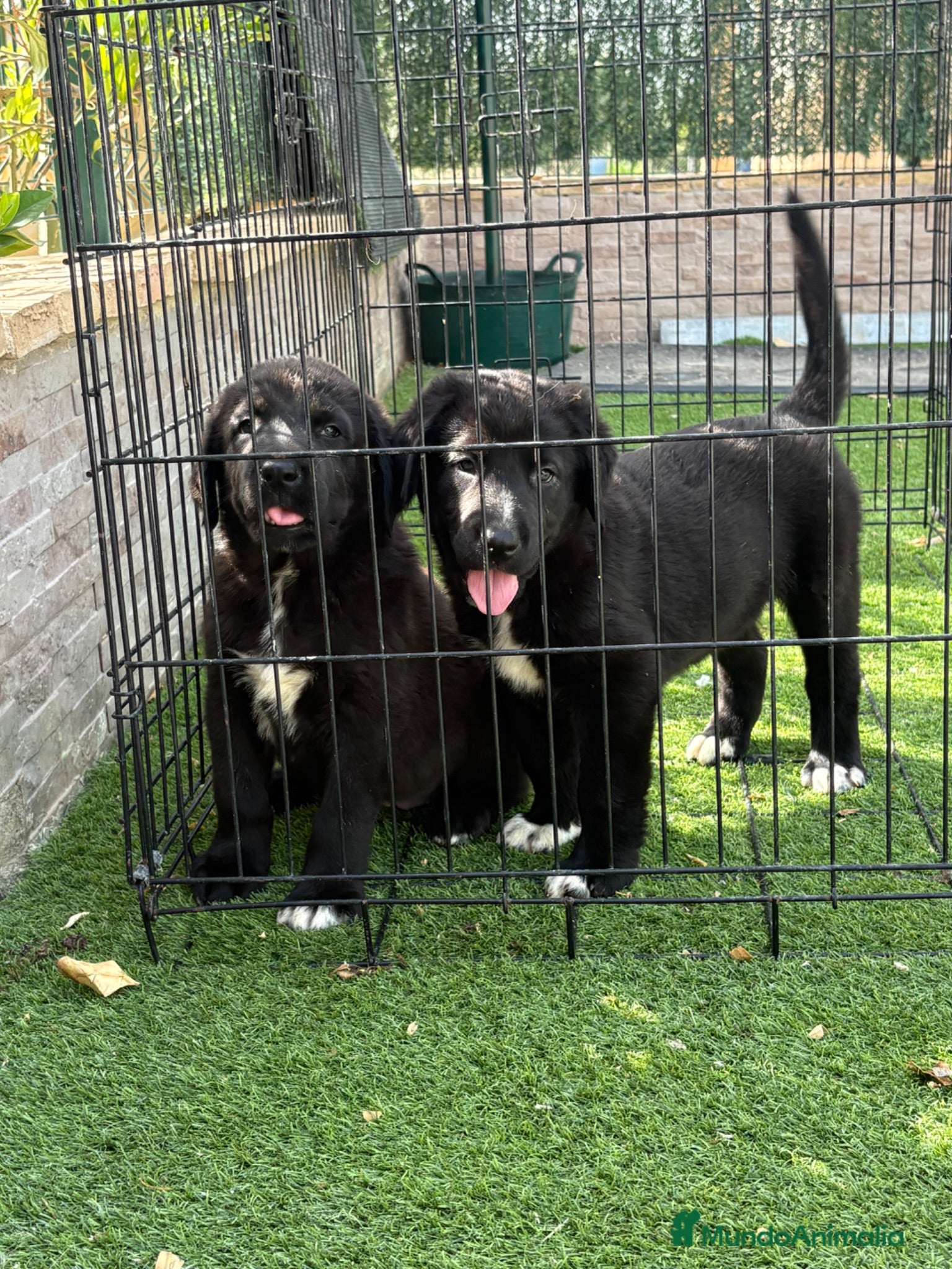 Pastor de Asia Central perros Cachorras de Alabai  - Anuncio 1