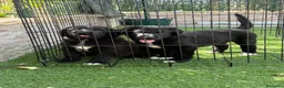 Pastor de Asia Central perros en venta: Cachorras de Alabai  - Anuncio 1
