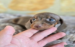 Teckel Miniatura perros en venta: Teckel chocolate hembra  - Imagen 2