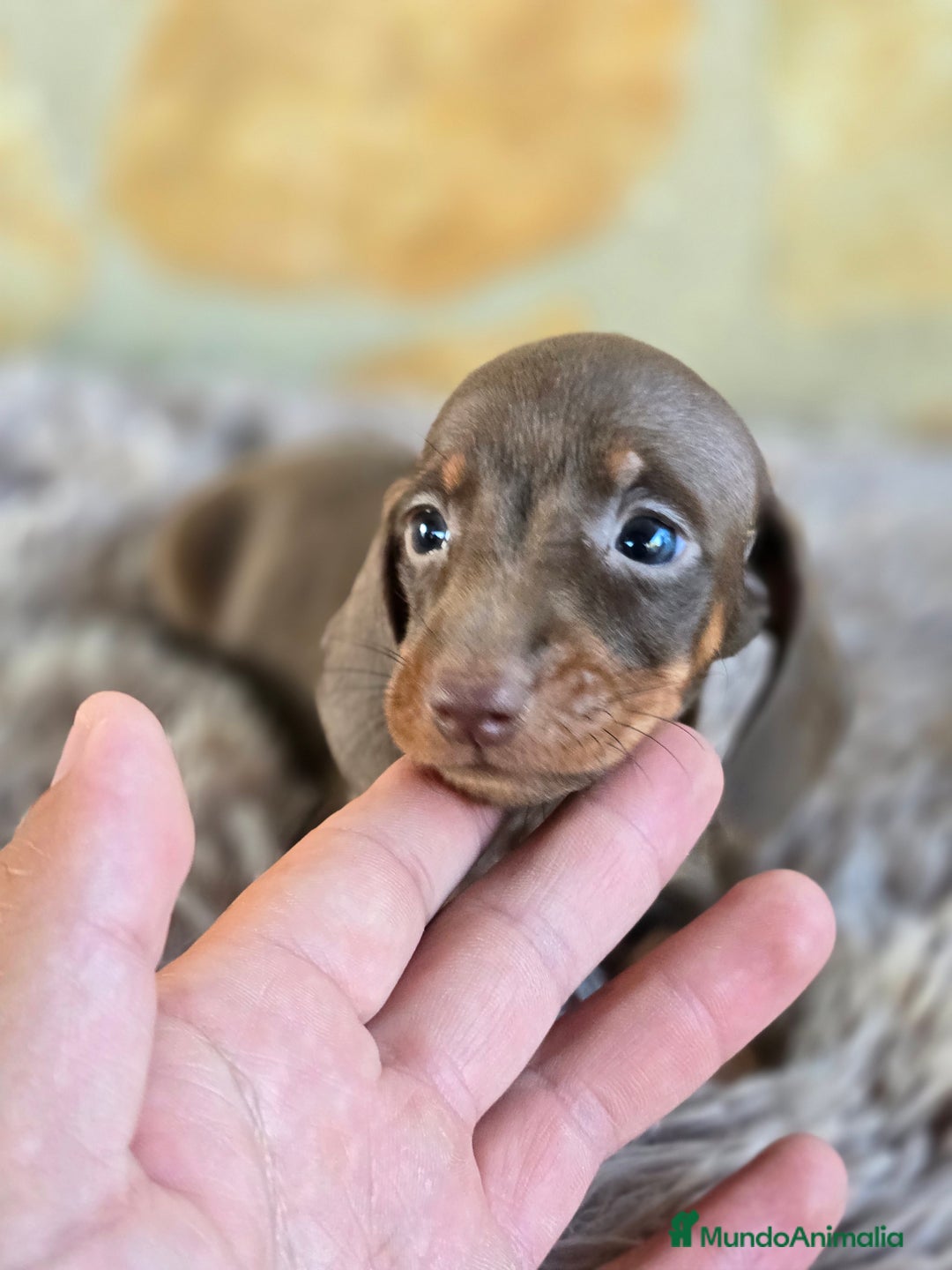 Teckel Miniatura perros en venta: Teckel chocolate hembra  - Imagen 2