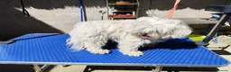 Maltipoo perros en venta: Maltipoo Entrego personalmente en toda España  - Anuncio 3