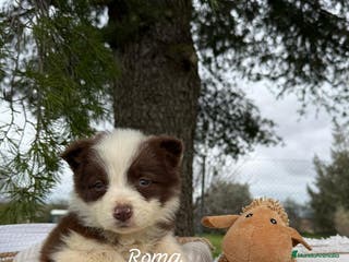 Border Collie perros PEQUEÑOS BORDER COLLIE CHOCOLATE en Asturias - Anuncio 3