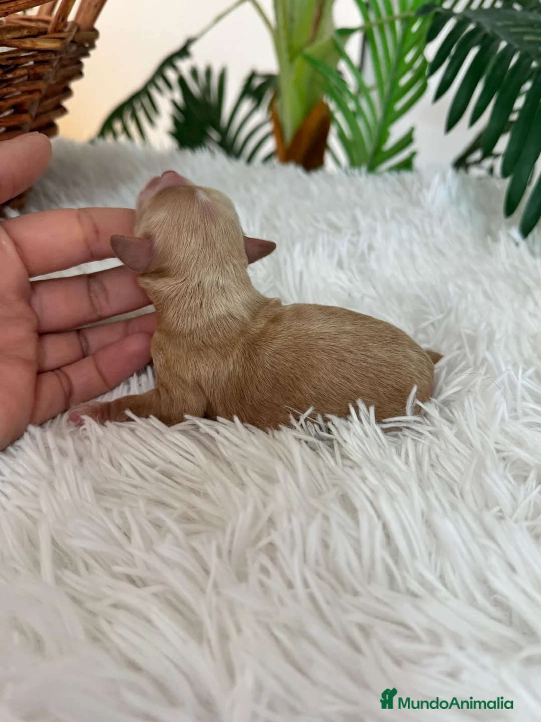 Maltipoo perros en venta: MALTIPOO MACHO - Anuncio 2