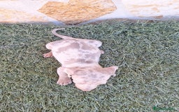 Teckel perros en venta: Teckel Arlequin Isabello - Anuncio 4