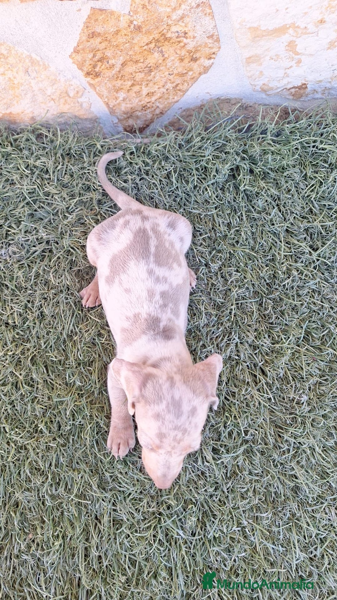 Teckel perros en venta: Teckel Arlequin Isabello - Anuncio 4