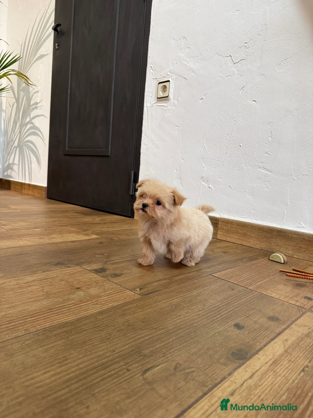 Maltipoo perros en venta: Excelentes cachorras de maltipoo - Anuncio 7
