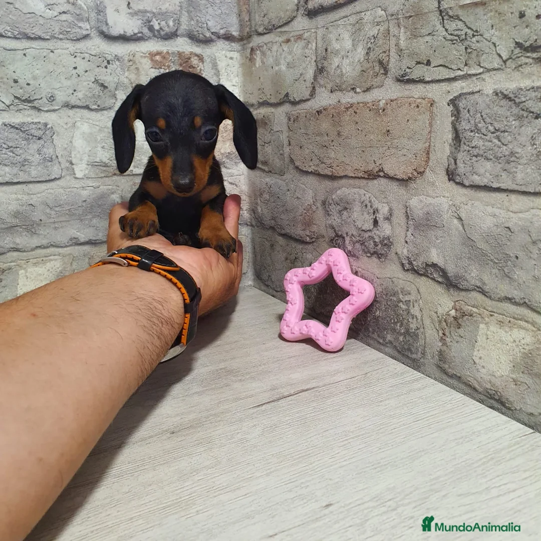 Teckel Miniatura perros en venta: Teckel miniatura  - Anuncio 2
