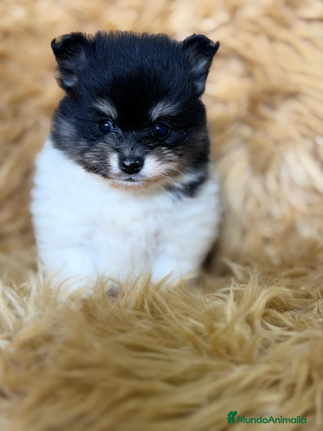 Pomerania perros en venta: POMERANIA MINITOY - Anuncio 2