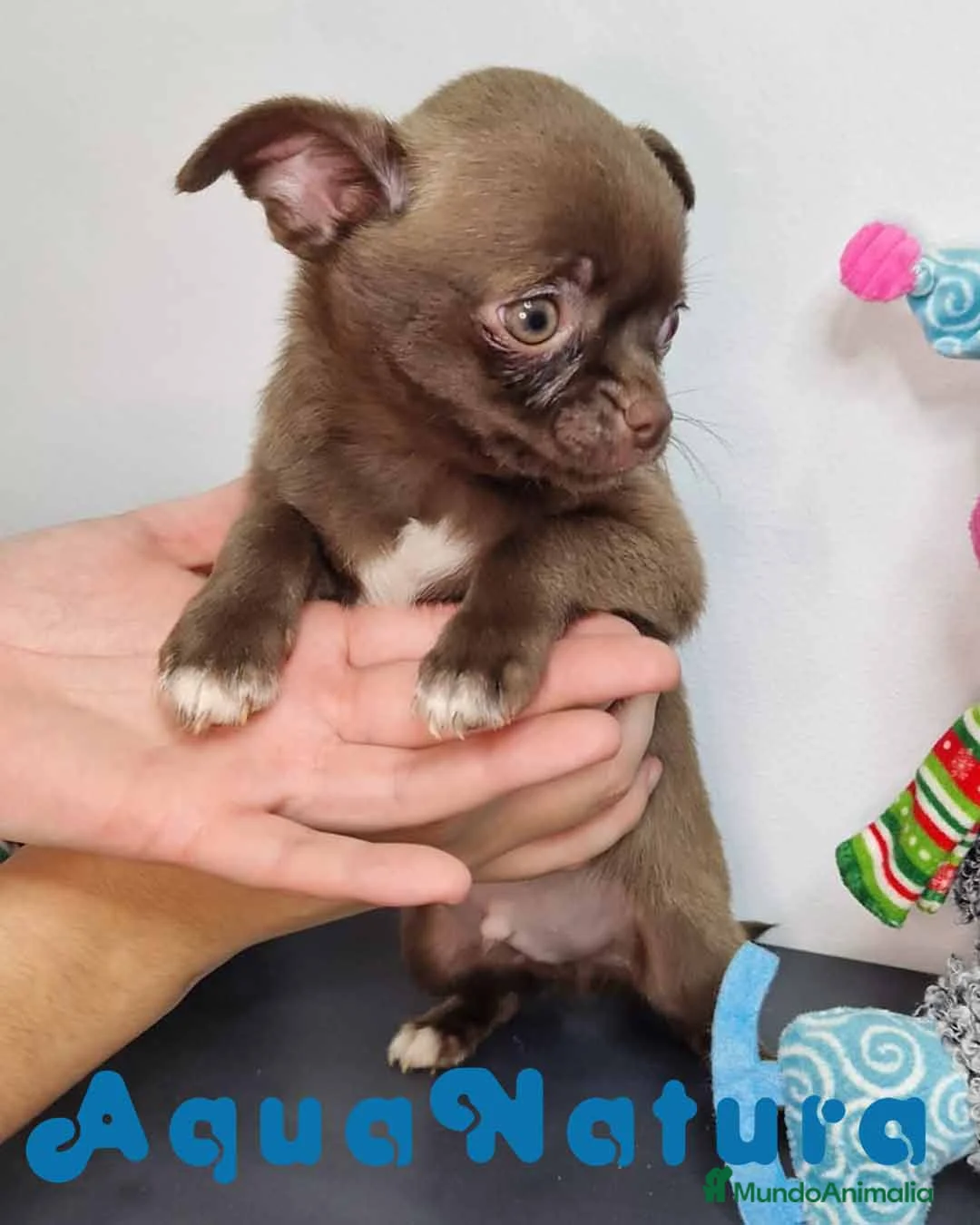 Chihuahua perros en venta: Chihuahua Macho 7510 - AQUANATURA en Barcelona - Anuncio 6