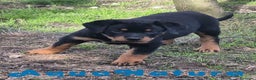 Rottweiler perros en venta: Rottweiler Hembra - AQUANATURA en Barcelona - Anuncio 6