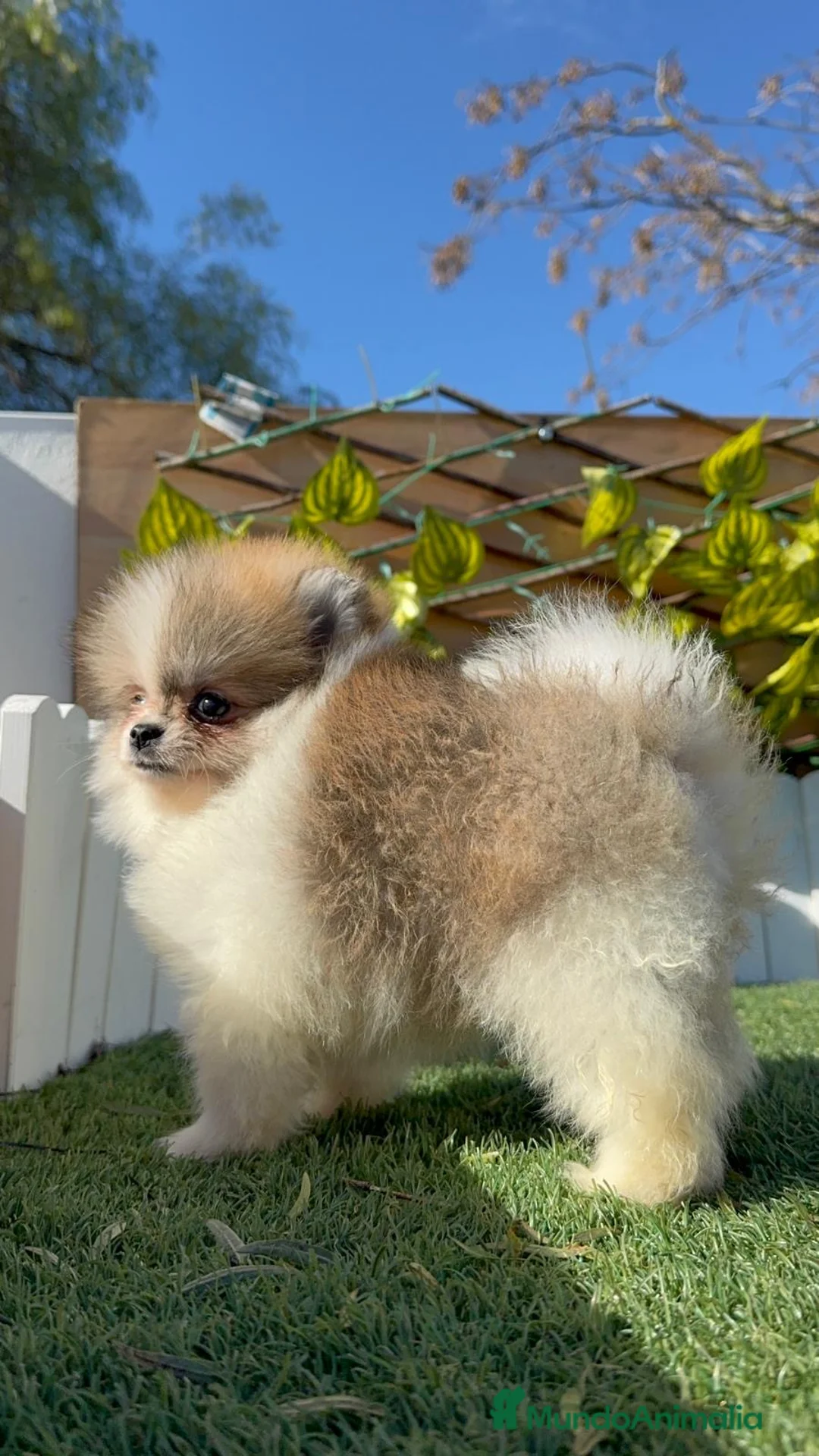 Pomerania perros en venta: POMERANIA - Anuncio 9