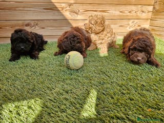 Caniche Toy perros CANICHES en Barcelona - Anuncio 27