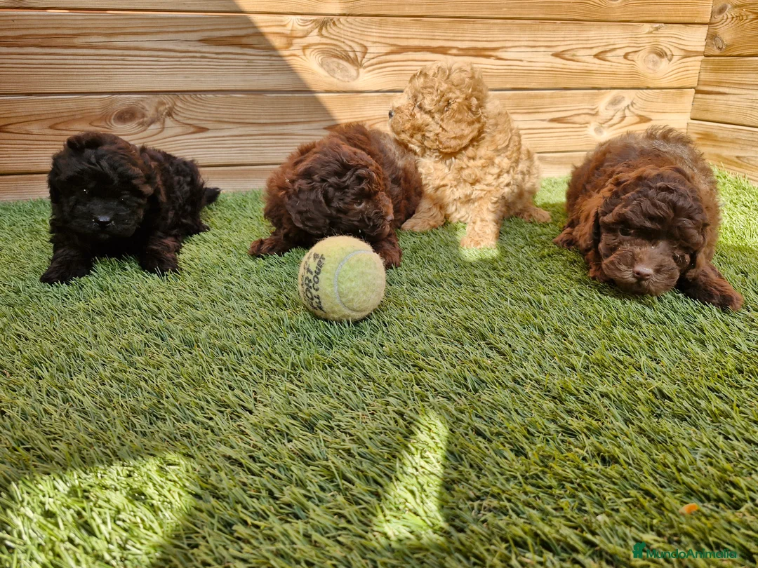 Caniche Toy perros en venta: CANICHES en Barcelona - Anuncio 1