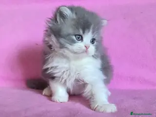 Persa gatos Gatcot.com - Anuncio 17