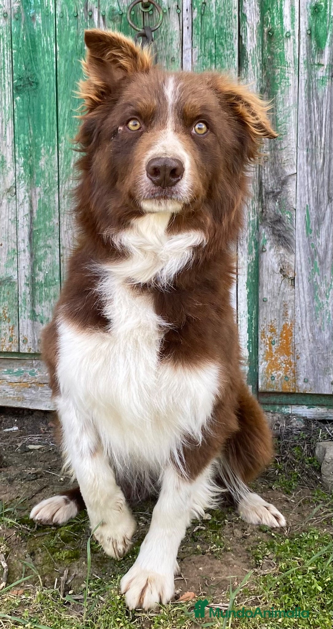 Border Collie perros Cachorros de Border Collie  - Anuncio 1