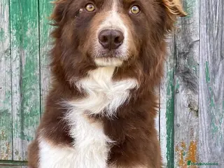 Border Collie perros Cachorros de Border Collie - Anuncio 1