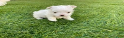 Bichón Maltés perros en venta: Bichon maltés  - Anuncio 4