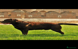 Labrador Retriever perros en venta: Cachorros labrador chocolate top - Imagen 3