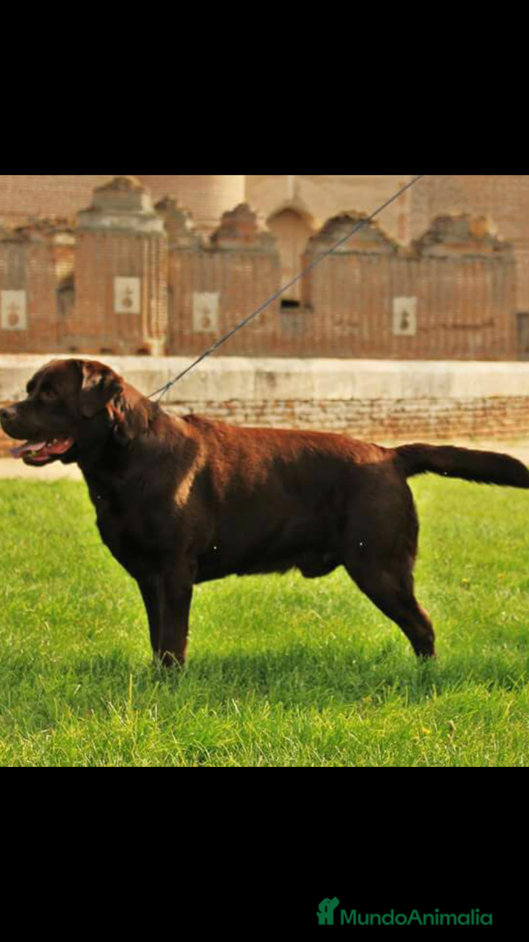 Labrador Retriever perros en venta: Cachorros labrador chocolate top - Imagen 3