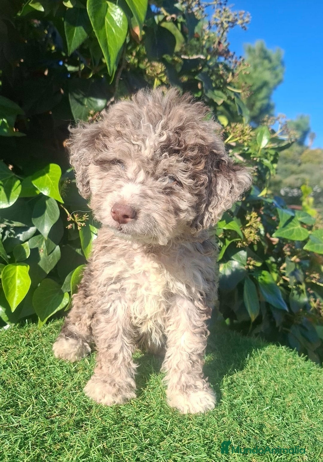 Perro de Agua Americano perros en venta: PERRO DE AGUA MERLE - Anuncio 1