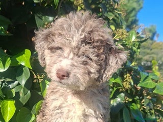 Perro de Agua Americano perros PERRO DE AGUA MERLE - Anuncio 1