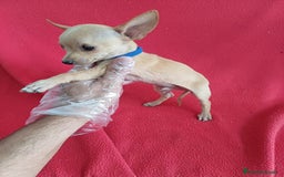 Chihuahua perros en venta: Chihuahua Mini  - Imagen 2