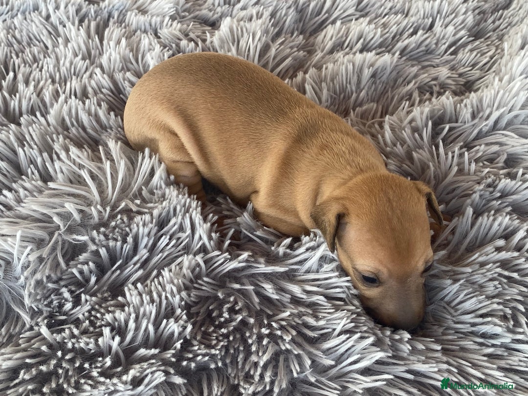 Pequeño Lebrel Italiano perros en venta: Galgo italiano piccolo - Imagen 4