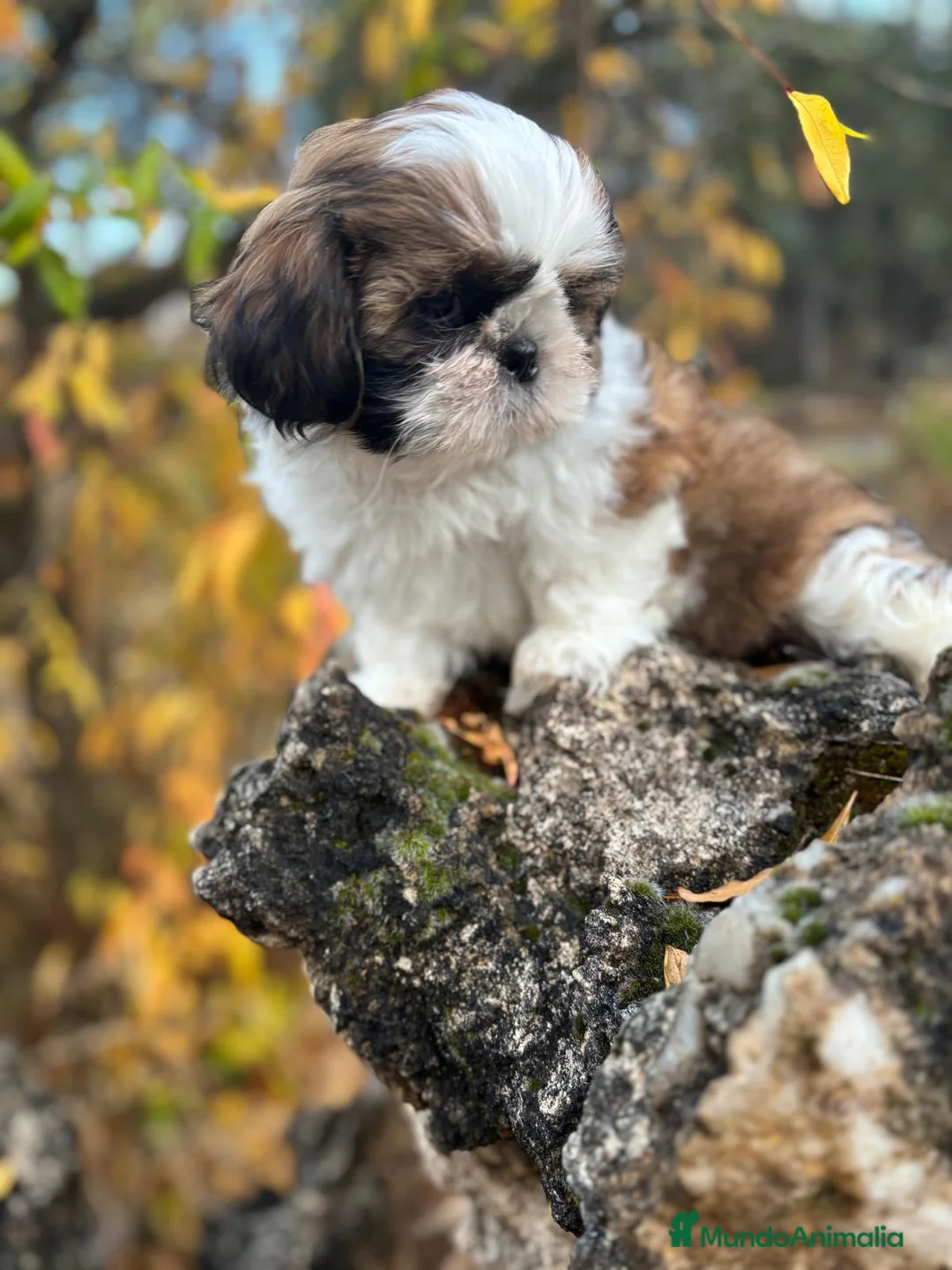Shih Tzu perros en venta: Shih Tzu hembra disponible !!! - Anuncio 6