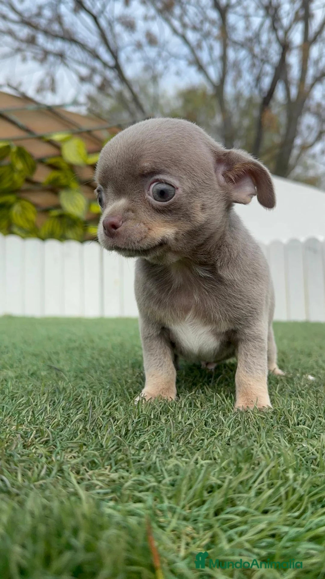 Chihuahua perros en venta: CHIHUAHUA LILAC AND TAN - Anuncio 16