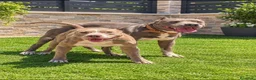 American Pit Bull Terrier perros en venta: American Pitbull Terrier - Anuncio 5