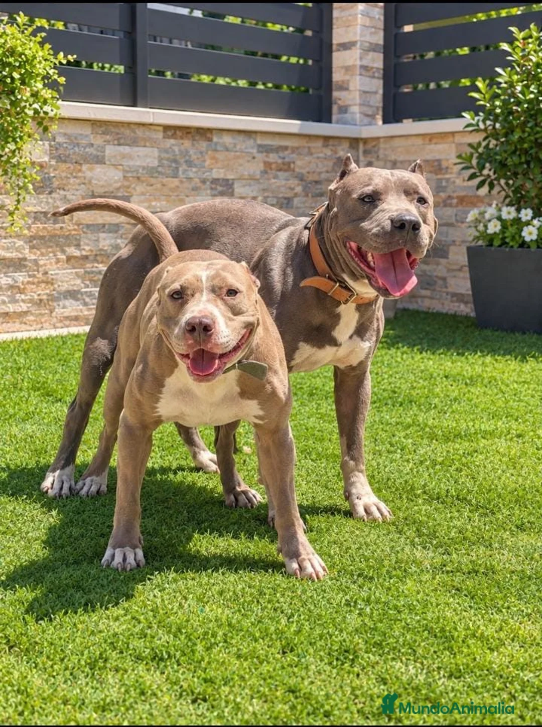 American Pit Bull Terrier perros en venta: American Pitbull Terrier - Anuncio 5