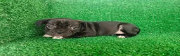 Bulldog Francés perros en venta: Bulldog francés  - Anuncio 15