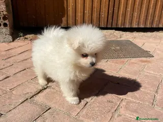 Pomerania perros pomerania crema - Anuncio 29