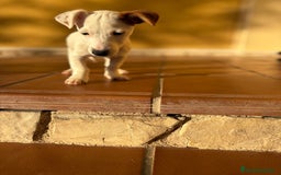 Jack Russell Terrier perros en venta: Cachorros de Jack russell  - Anuncio 10