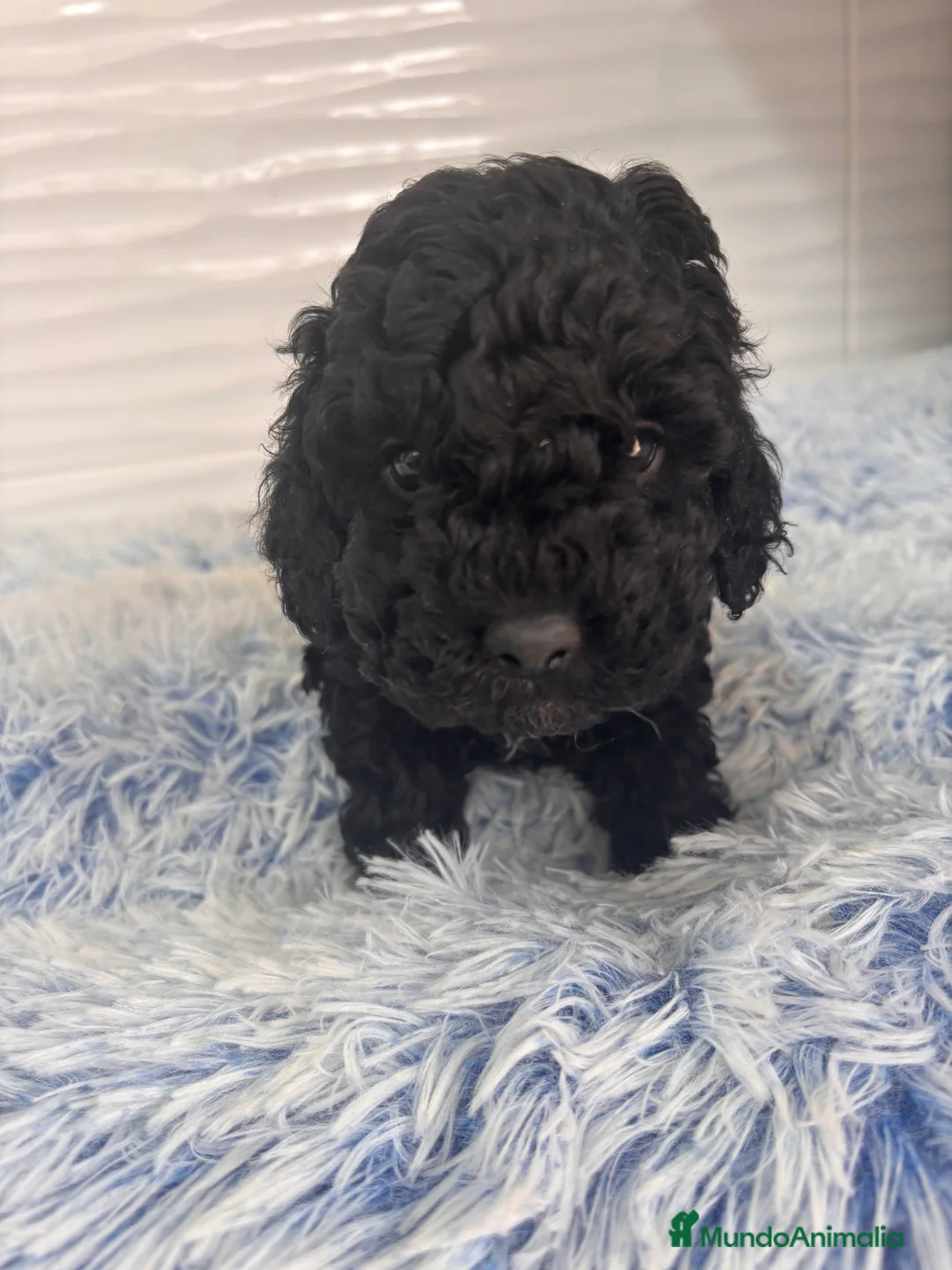 Caniche Toy perros en venta: CANICHE TOY - Anuncio 1