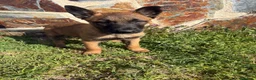 Pastor Belga Malinois perros en venta: Pasator Belga Malinois - Anuncio 4