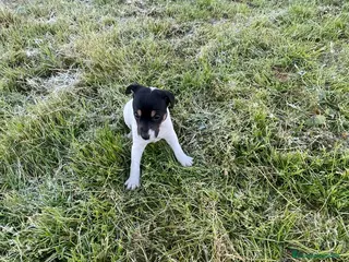 Ratonero Bodeguero Andaluz perros CAMADA BODEGUEROS - Anuncio 2
