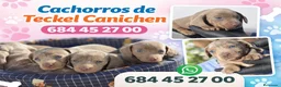 Teckel Miniatura perros en venta: Teckel miniatura - Anuncio 1