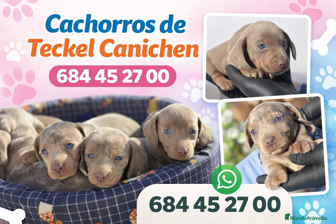 Teckel Miniatura perros en venta: Teckel miniatura - Anuncio 1