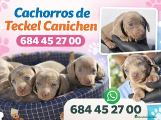 Teckel Miniatura perros Teckel miniatura - Anuncio 1