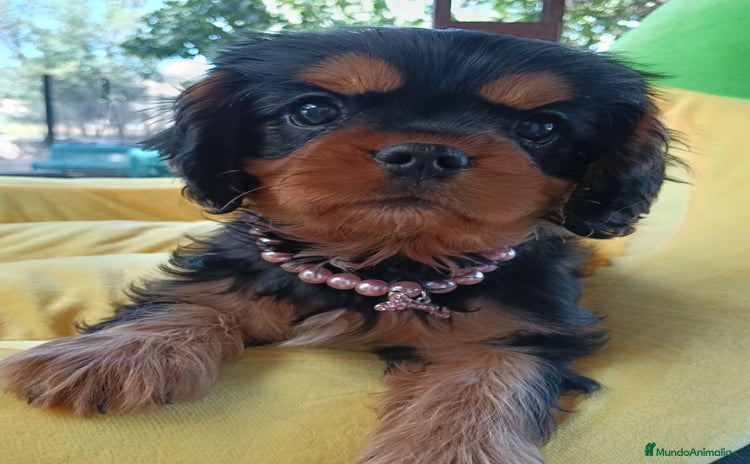 Cavalier King Charles Spaniel perros - Anuncio 3
