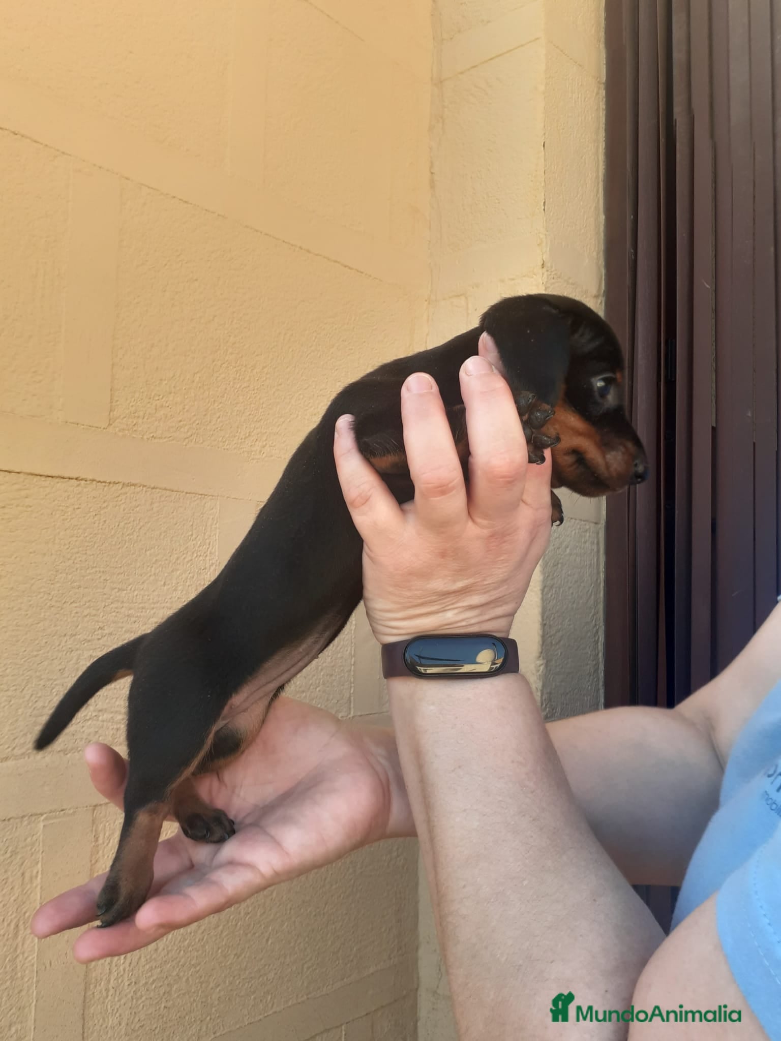 Teckel Miniatura perros en venta: Teckel mini  - Anuncio 6