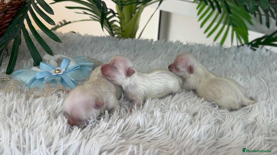 Bichón Maltés perros en venta: BICHON MALTES 100% COREANO - Anuncio 1