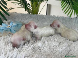 Bichón Maltés perros BICHON MALTES 100% COREANO - Anuncio 1