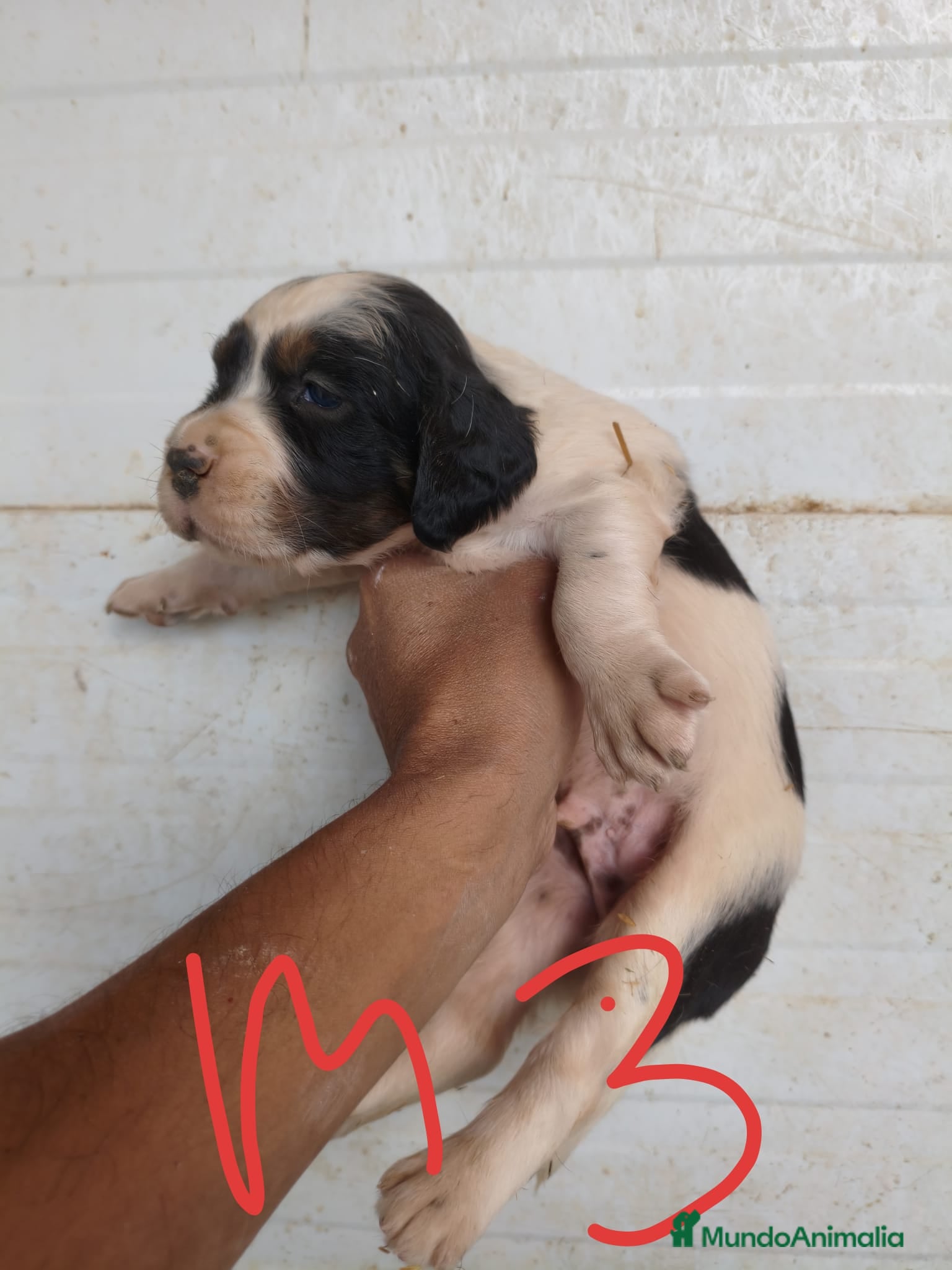 Setter Inglés perros en venta: Setter ingles  - Anuncio 2