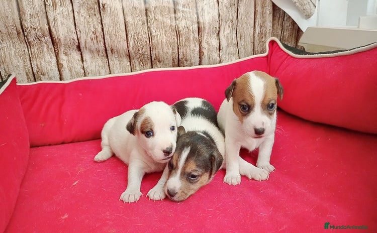 Jack Russell Terrier perros - Anuncio 1