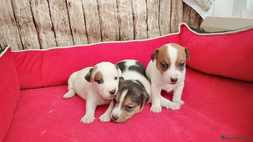 Jack Russell Terrier perros en venta: Jack Russell  - Imagen 1