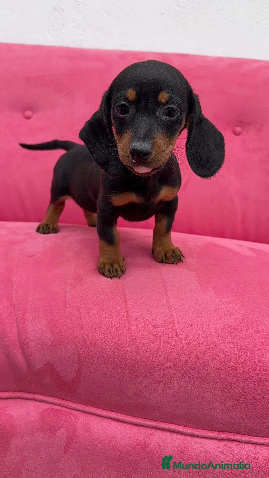 Teckel Miniatura perros en venta: Teckel Macho y Hembra Negro Fuego ❤️‍🔥 - Anuncio 1