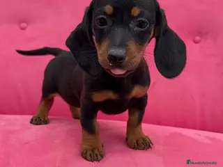 Teckel Miniatura perros Teckel Macho y Hembra Negro Fuego ❤️🔥 - Anuncio 4